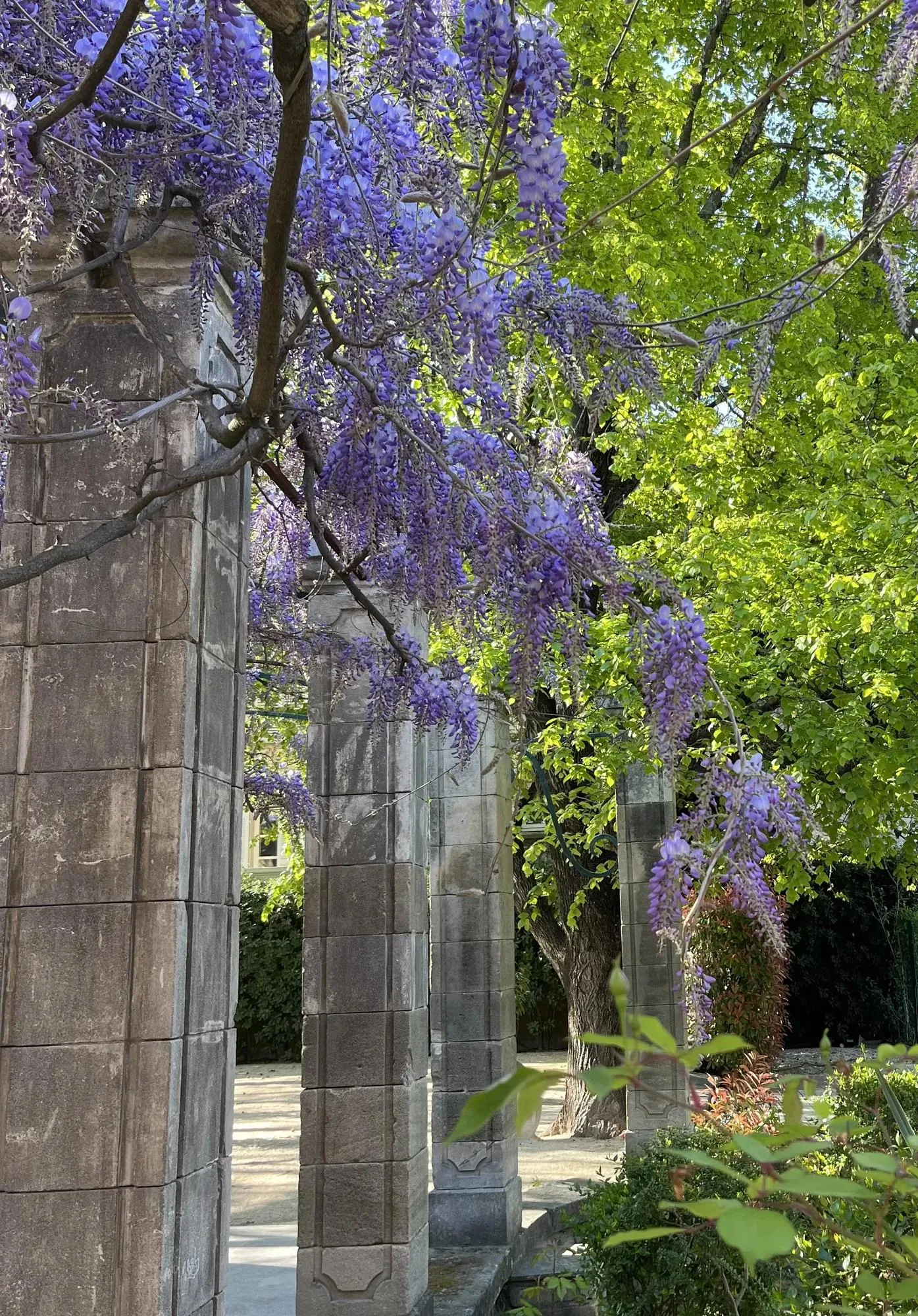 La glycine centenaire en fleurs sur les colonnes du cloître